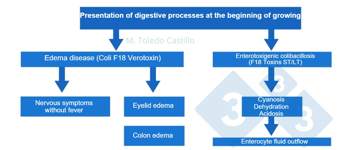 <p>Diagram 1. Pathogenesis of colibacillary&nbsp;processes in pigs arriving at finishing.</p>
